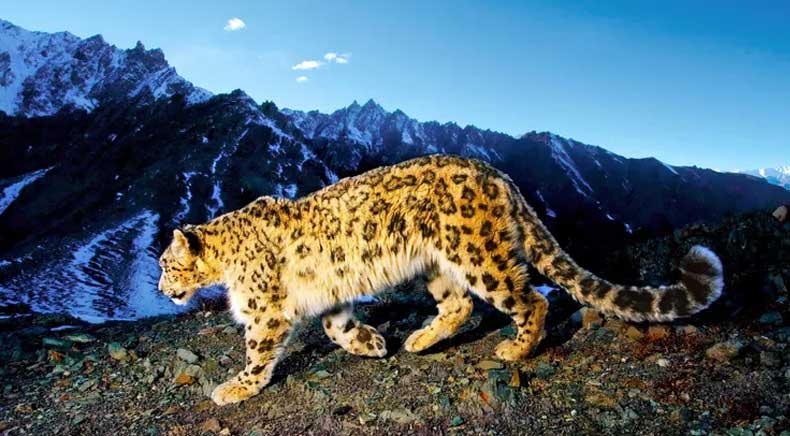 Changthang Wildlife Sanctuary in Ladakh