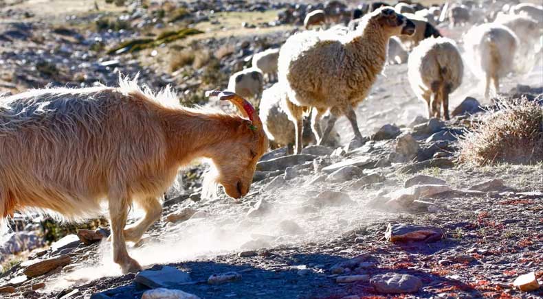 Changthang Wildlife Sanctuary in Ladakh