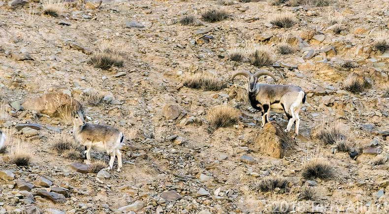 Changthang Wildlife Sanctuary in Ladakh