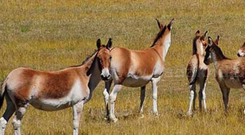 Changthang Wildlife Sanctuary in Ladakh