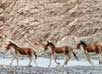 Changthang Wildlife Sanctuary in Ladakh