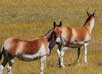 Changthang Wildlife Sanctuary in Ladakh