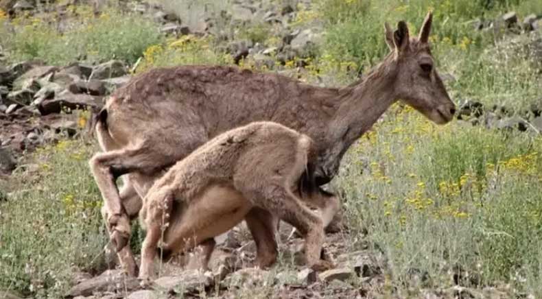 Hemis National Park Jammu & Kashmir