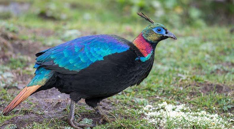 Hemis National Park Jammu & Kashmir