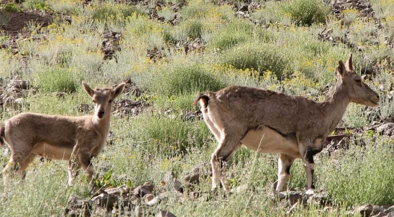 Hemis National Park Jammu & Kashmir