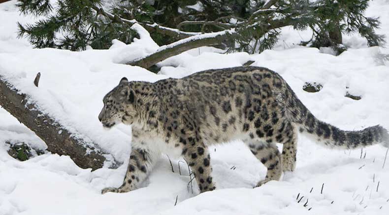 Hemis National Park Jammu & Kashmir