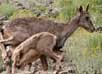 Hemis National Park Jammu & Kashmir