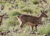 Hemis National Park Jammu & Kashmir