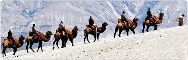 Two Humph Camel Ride in Ladakh